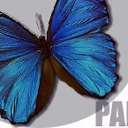 papillon_b